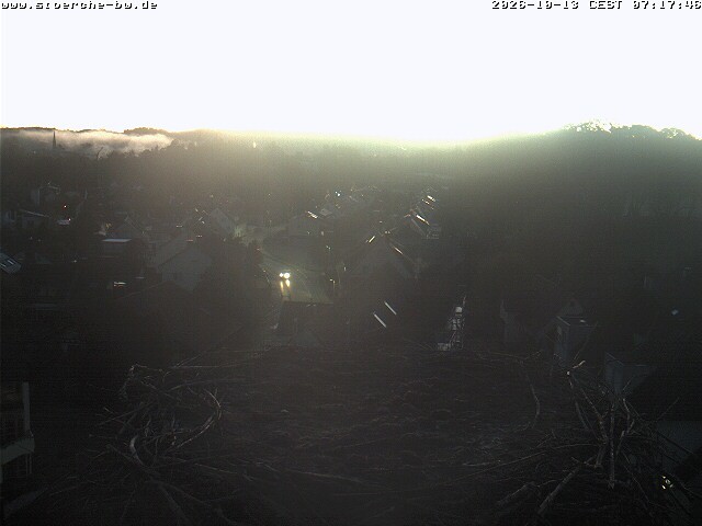 Archiv Foto Webcam Storchennest Bad Waldsee