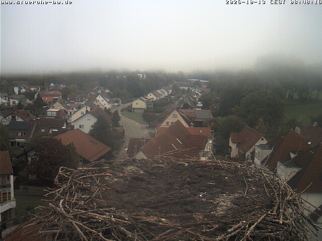 Archiv Foto Webcam Storchennest Bad Waldsee