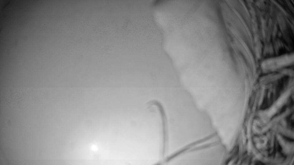 Archiv Foto Webcam Fuschlsee: Ebners Waldhof