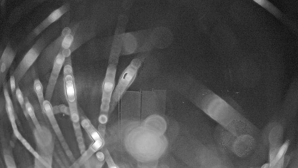 Archiv Foto Webcam Blick auf den Fuschlsee von Ebners Waldhof
