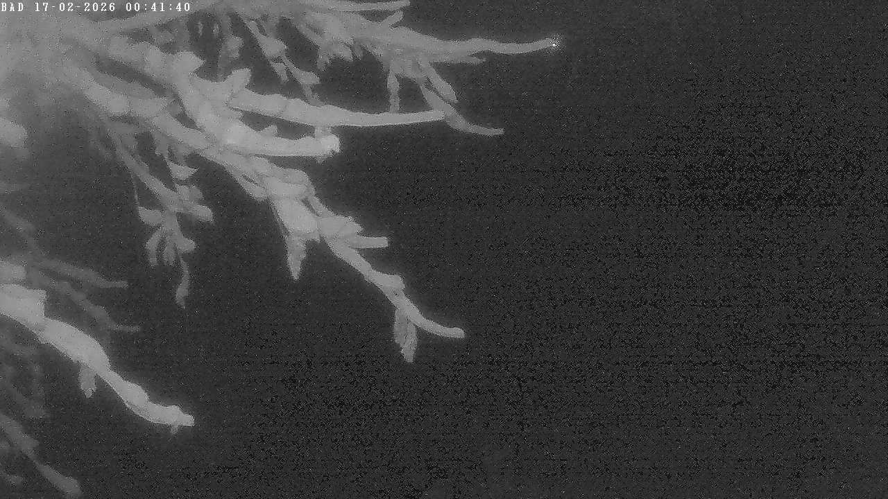 Archiv Foto Webcam Oberstdorf: Freibergsee Liegewiese