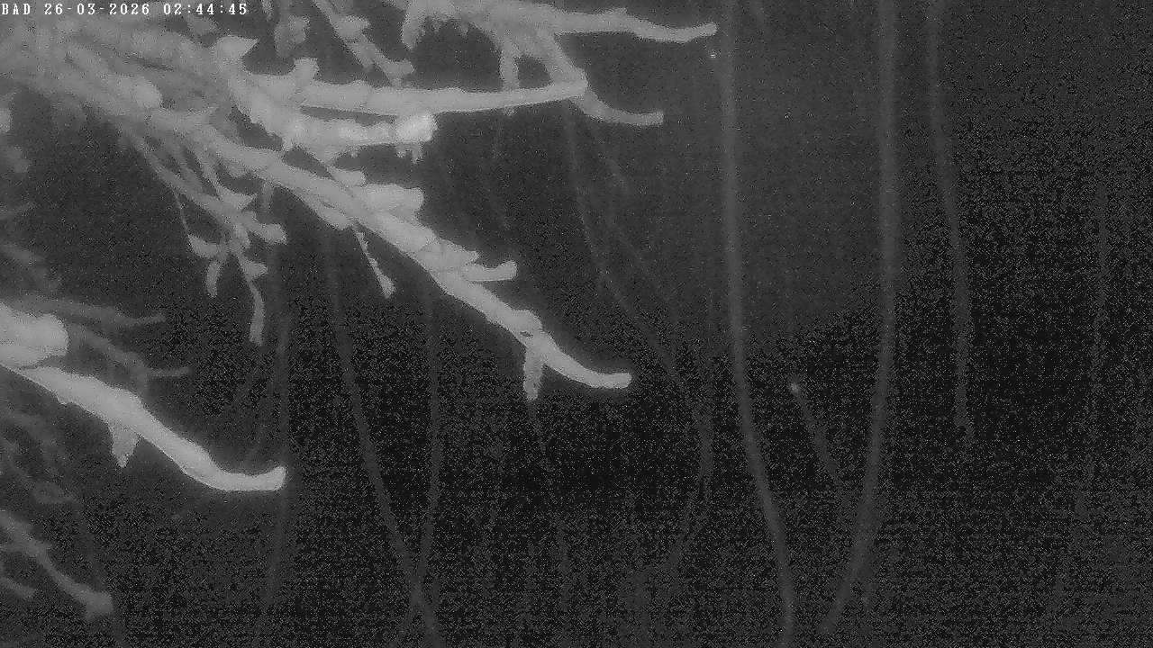 Archived image Webcam Oberstdorf: Freibergsee Sunbathing Area