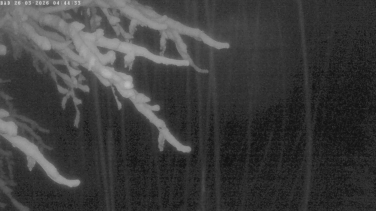 Archived image Webcam Oberstdorf: Freibergsee Sunbathing Area