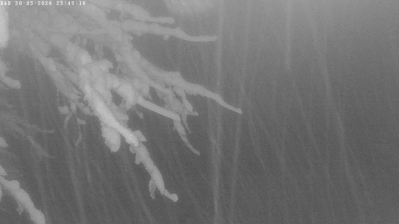 Archiv Foto Webcam Oberstdorf: Freibergsee Liegewiese