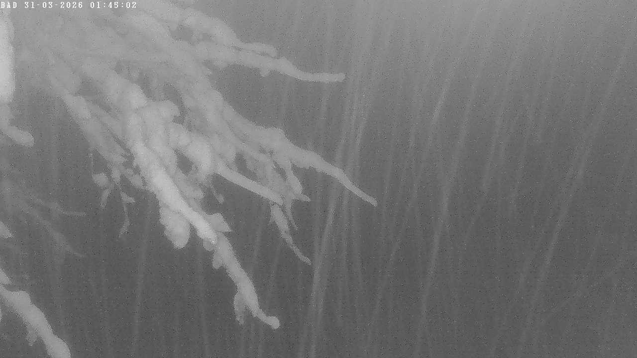 Archived image Webcam Oberstdorf: Freibergsee Sunbathing Area