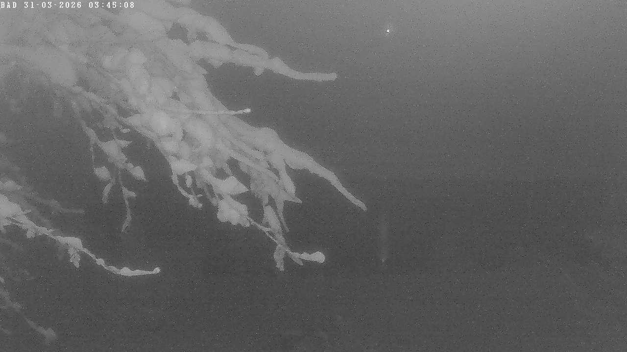 Archived image Webcam Oberstdorf: Freibergsee Sunbathing Area