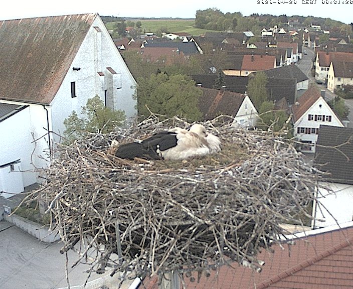 Archiv Foto Webcam Storchencam auf dem Rathaus Jettingen-Scheppach