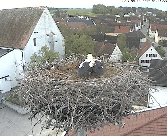 Archiv Foto Webcam Storchencam auf dem Rathaus Jettingen-Scheppach