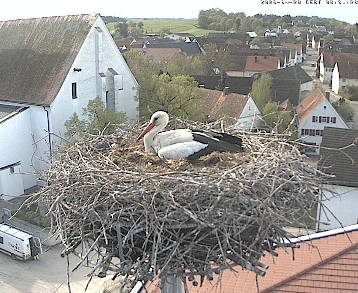Archiv Foto Webcam Storchencam auf dem Rathaus Jettingen-Scheppach