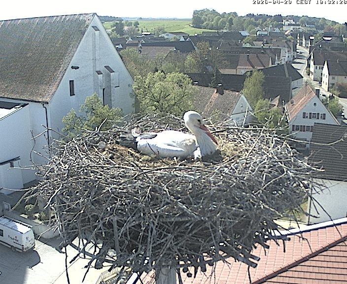 Archiv Foto Webcam Storchencam auf dem Rathaus Jettingen-Scheppach