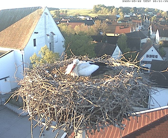 Archiv Foto Webcam Storchencam auf dem Rathaus Jettingen-Scheppach