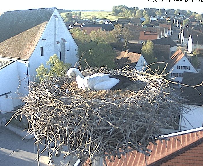 Archiv Foto Webcam Storchencam auf dem Rathaus Jettingen-Scheppach