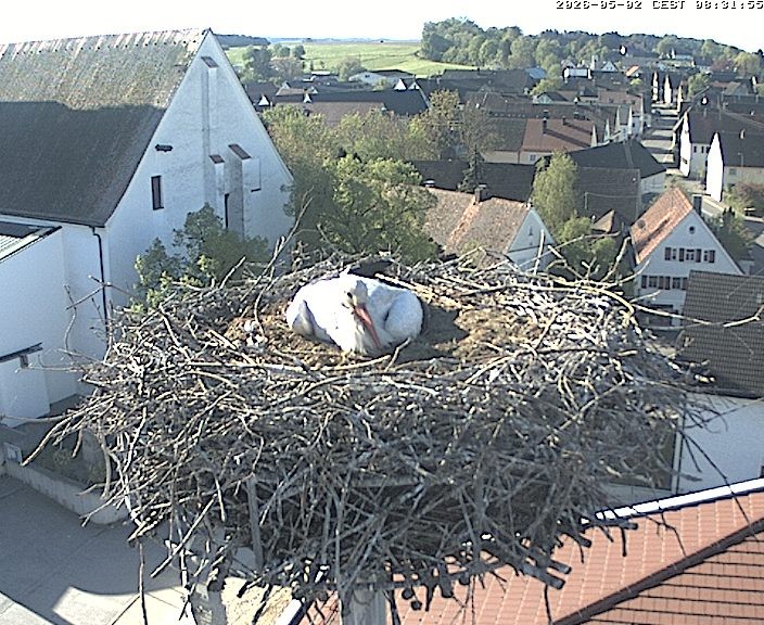 Archiv Foto Webcam Storchencam auf dem Rathaus Jettingen-Scheppach