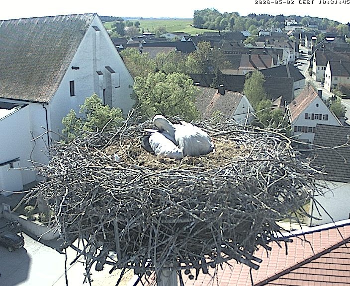 Archiv Foto Webcam Storchencam auf dem Rathaus Jettingen-Scheppach