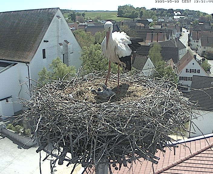 Archiv Foto Webcam Storchencam auf dem Rathaus Jettingen-Scheppach