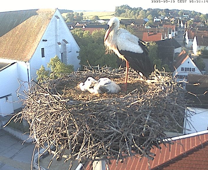 Archiv Foto Webcam Storchencam auf dem Rathaus Jettingen-Scheppach