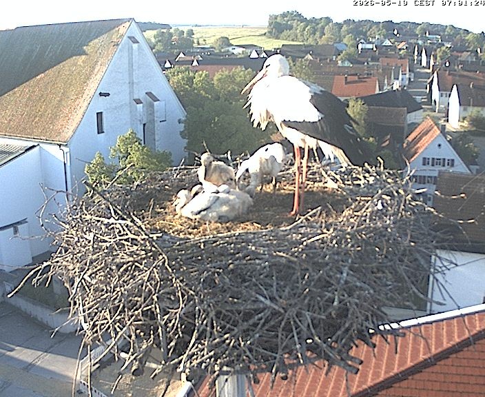 Archiv Foto Webcam Storchencam auf dem Rathaus Jettingen-Scheppach
