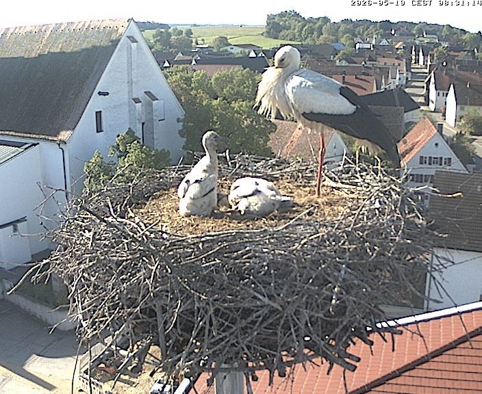 Archiv Foto Webcam Storchencam auf dem Rathaus Jettingen-Scheppach