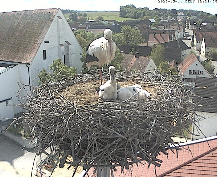 Archiv Foto Webcam Storchencam auf dem Rathaus Jettingen-Scheppach
