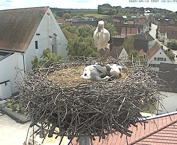 Archiv Foto Webcam Storchencam auf dem Rathaus Jettingen-Scheppach