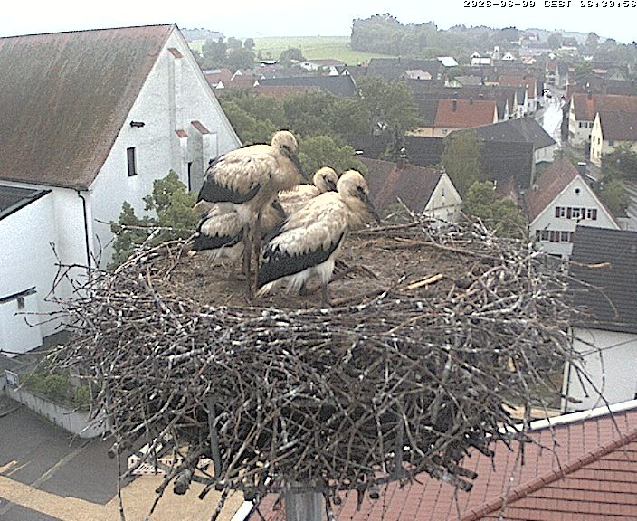 Archiv Foto Webcam Storchencam auf dem Rathaus Jettingen-Scheppach