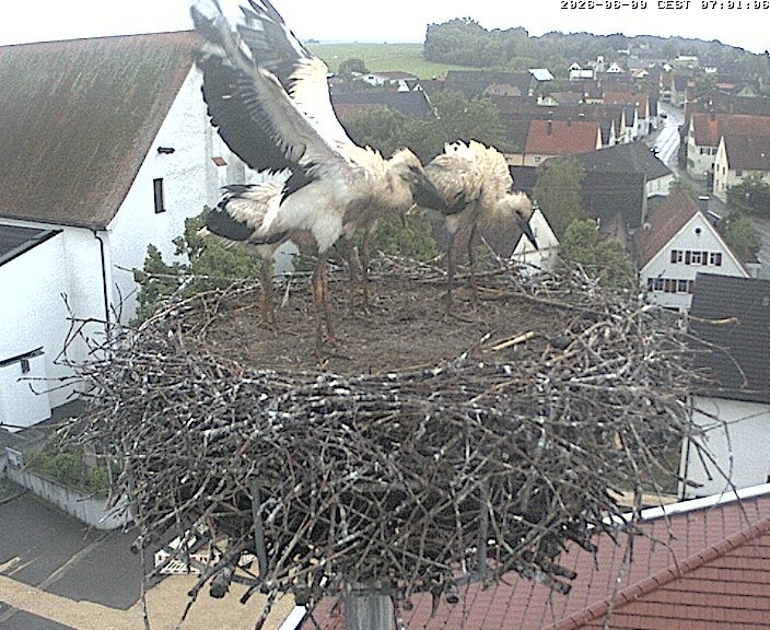 Archiv Foto Webcam Storchencam auf dem Rathaus Jettingen-Scheppach
