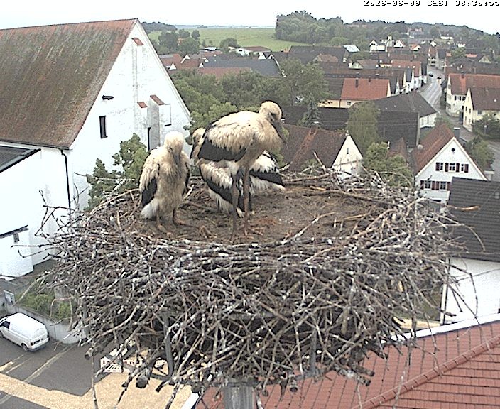 Archiv Foto Webcam Storchencam auf dem Rathaus Jettingen-Scheppach