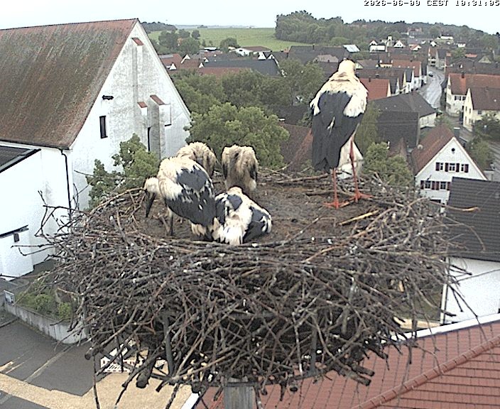 Archiv Foto Webcam Storchencam auf dem Rathaus Jettingen-Scheppach