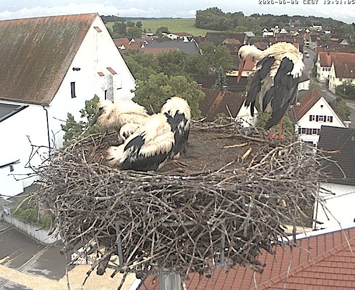 Archiv Foto Webcam Storchencam auf dem Rathaus Jettingen-Scheppach