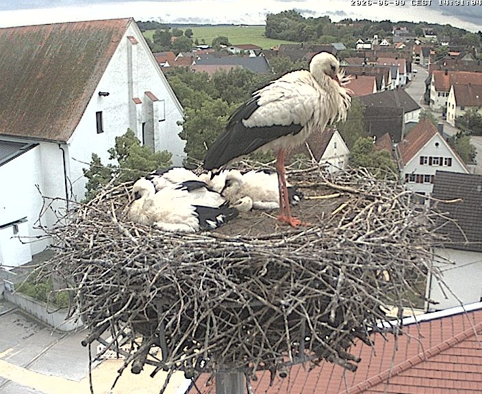 Archiv Foto Webcam Storchencam auf dem Rathaus Jettingen-Scheppach