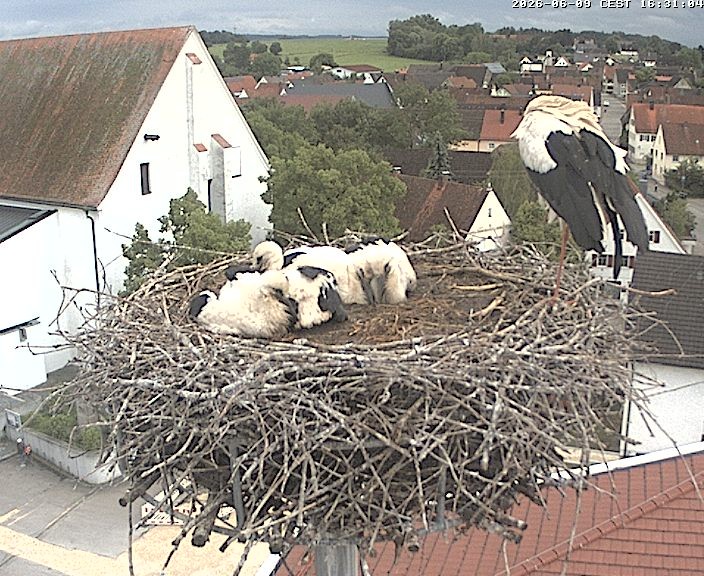 Archiv Foto Webcam Storchencam auf dem Rathaus Jettingen-Scheppach