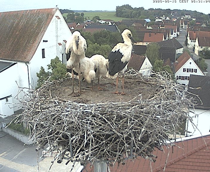 Archiv Foto Webcam Storchencam auf dem Rathaus Jettingen-Scheppach