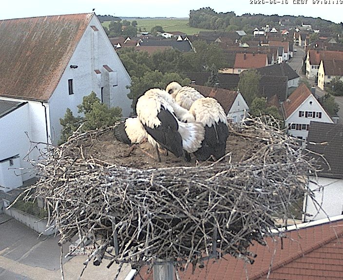 Archiv Foto Webcam Storchencam auf dem Rathaus Jettingen-Scheppach