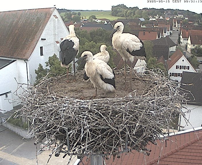 Archiv Foto Webcam Storchencam auf dem Rathaus Jettingen-Scheppach