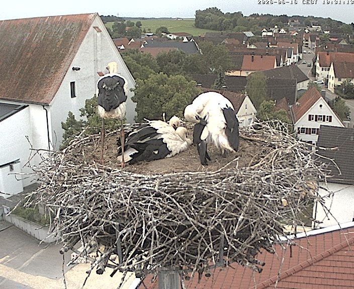 Archiv Foto Webcam Storchencam auf dem Rathaus Jettingen-Scheppach