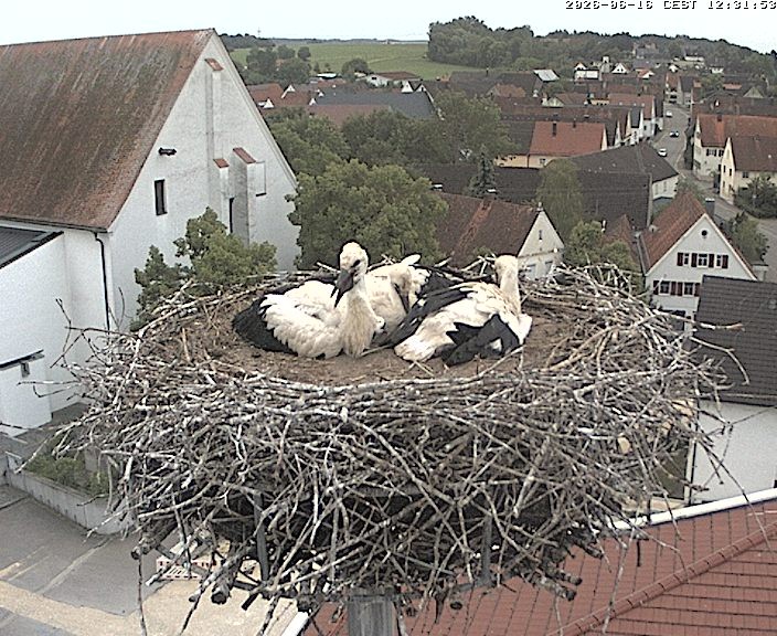 Archiv Foto Webcam Storchencam auf dem Rathaus Jettingen-Scheppach