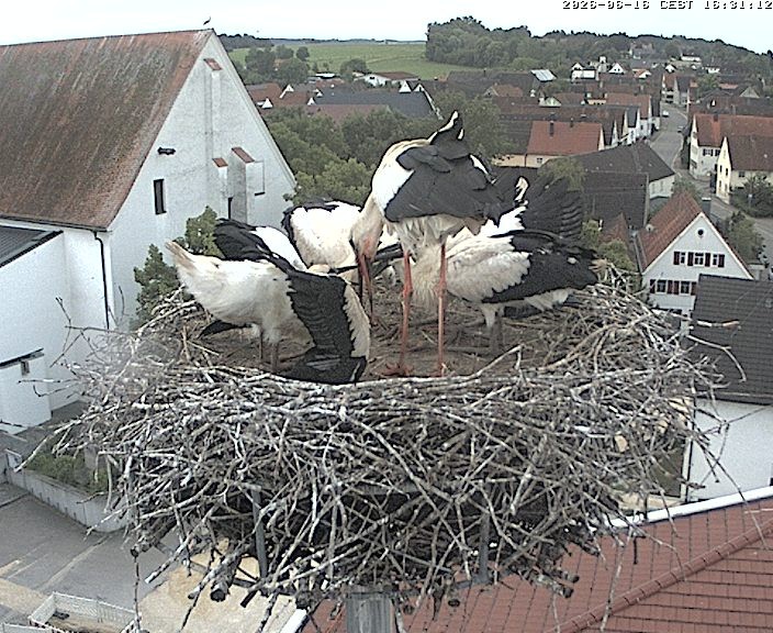Archiv Foto Webcam Storchencam auf dem Rathaus Jettingen-Scheppach