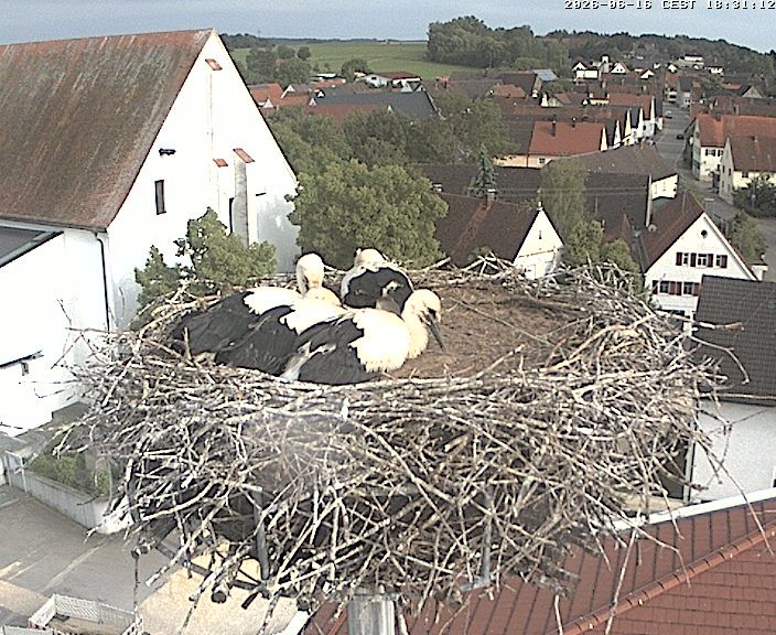 Archiv Foto Webcam Storchencam auf dem Rathaus Jettingen-Scheppach