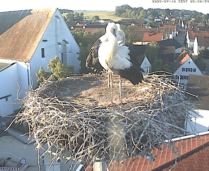 Archived image Webcam Stork Nest on top of the Town Hall of Jettingen-Scheppach