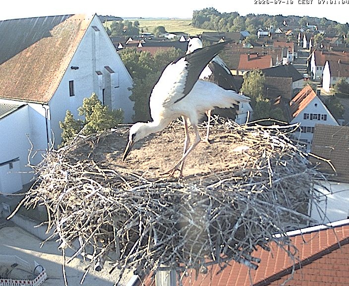 Archived image Webcam Stork Nest on top of the Town Hall of Jettingen-Scheppach