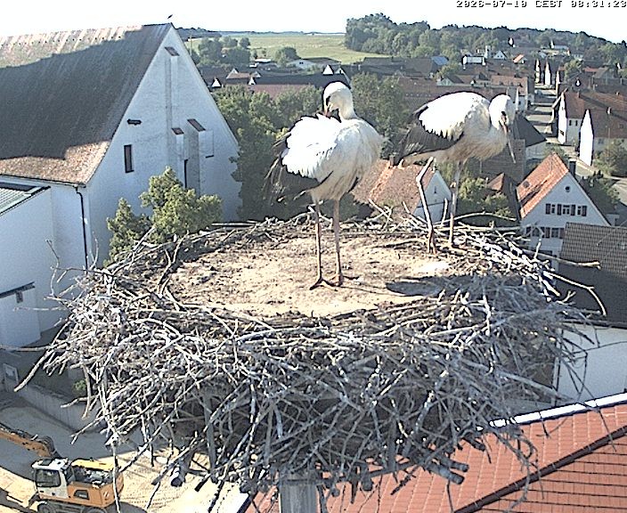 Archived image Webcam Stork Nest on top of the Town Hall of Jettingen-Scheppach
