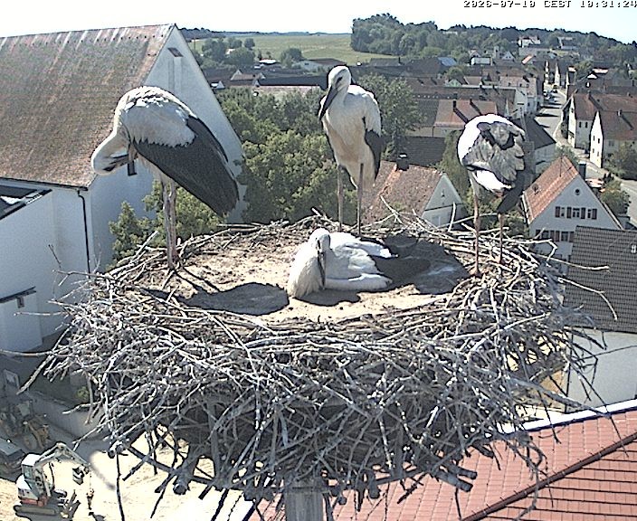 Archived image Webcam Stork Nest on top of the Town Hall of Jettingen-Scheppach