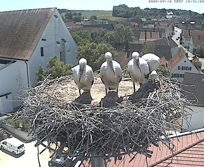Archived image Webcam Stork Nest on top of the Town Hall of Jettingen-Scheppach