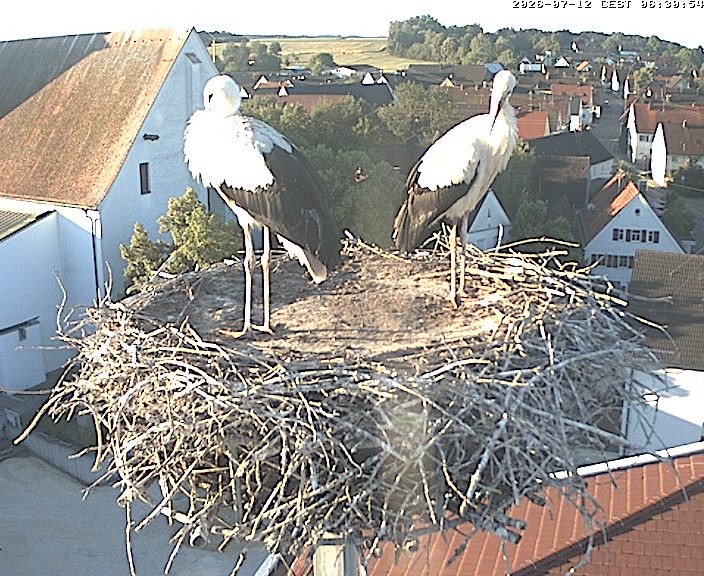 Archived image Webcam Stork Nest on top of the Town Hall of Jettingen-Scheppach