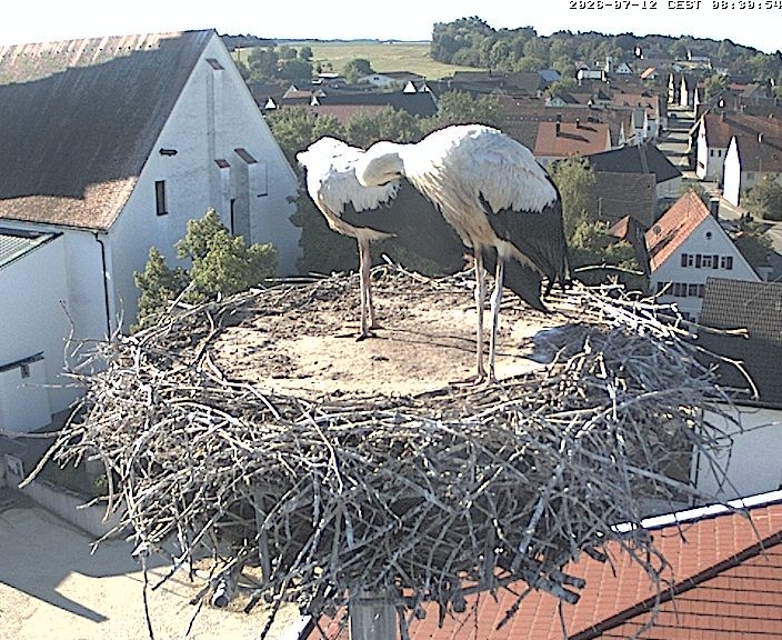 Archived image Webcam Stork Nest on top of the Town Hall of Jettingen-Scheppach
