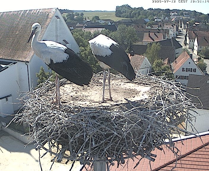 Archived image Webcam Stork Nest on top of the Town Hall of Jettingen-Scheppach