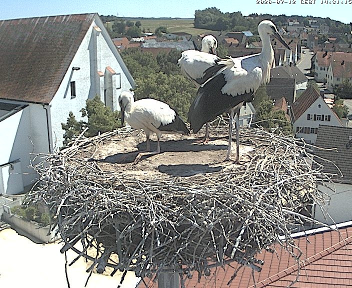 Archived image Webcam Stork Nest on top of the Town Hall of Jettingen-Scheppach