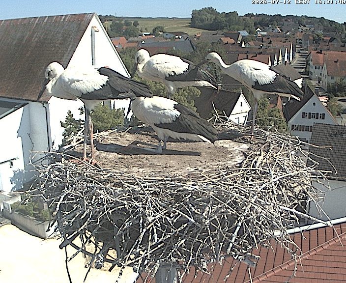 Archived image Webcam Stork Nest on top of the Town Hall of Jettingen-Scheppach