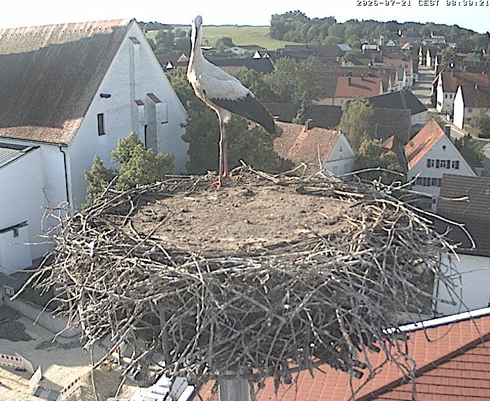 Archiv Foto Webcam Storchencam auf dem Rathaus Jettingen-Scheppach
