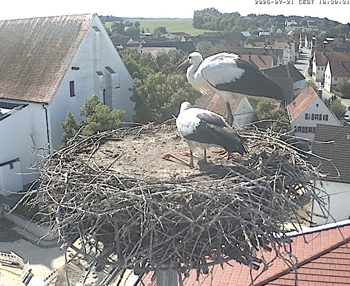 Archiv Foto Webcam Storchencam auf dem Rathaus Jettingen-Scheppach